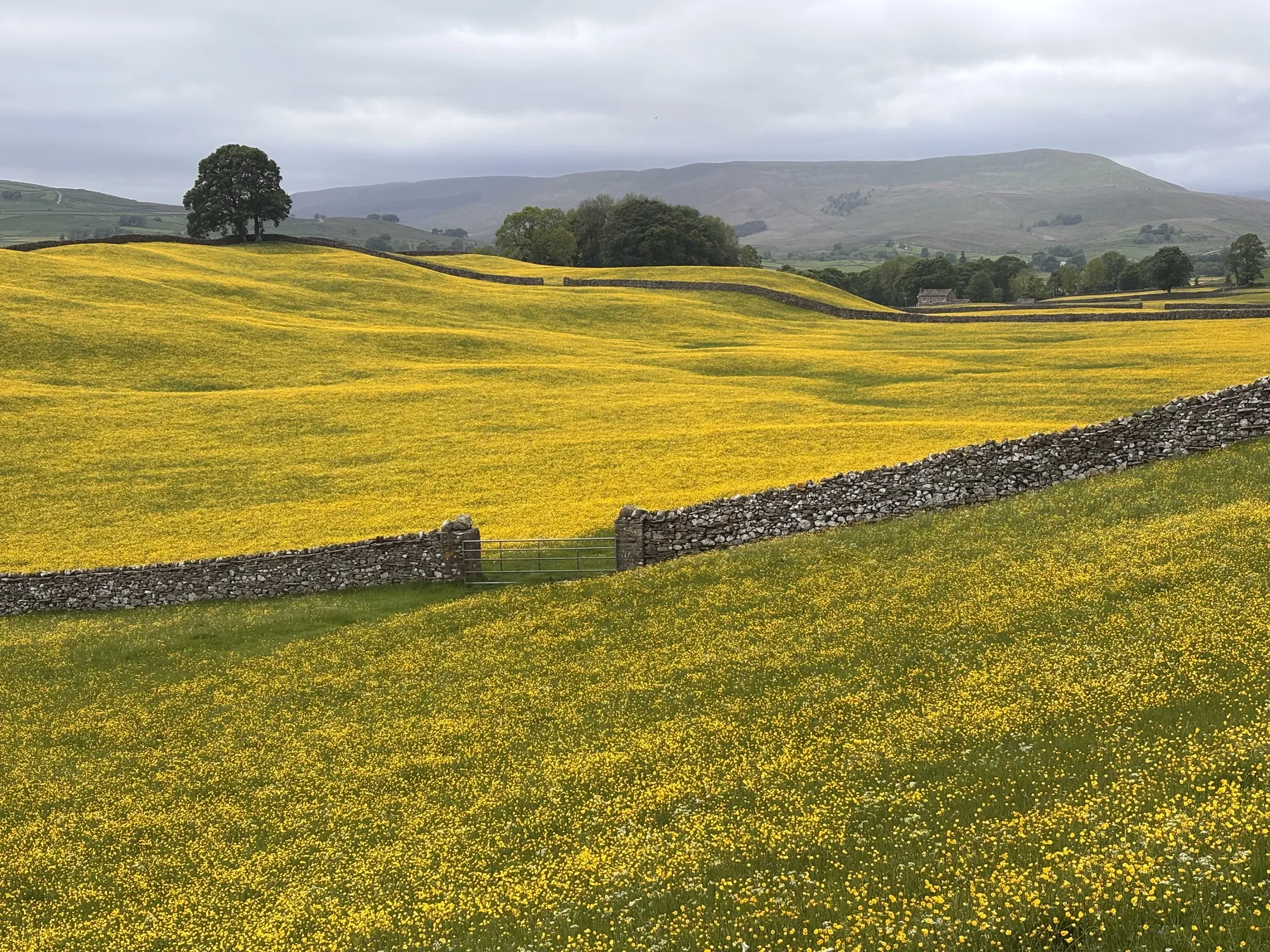 Buttercup meadows in the Yorkshire Dales in spring